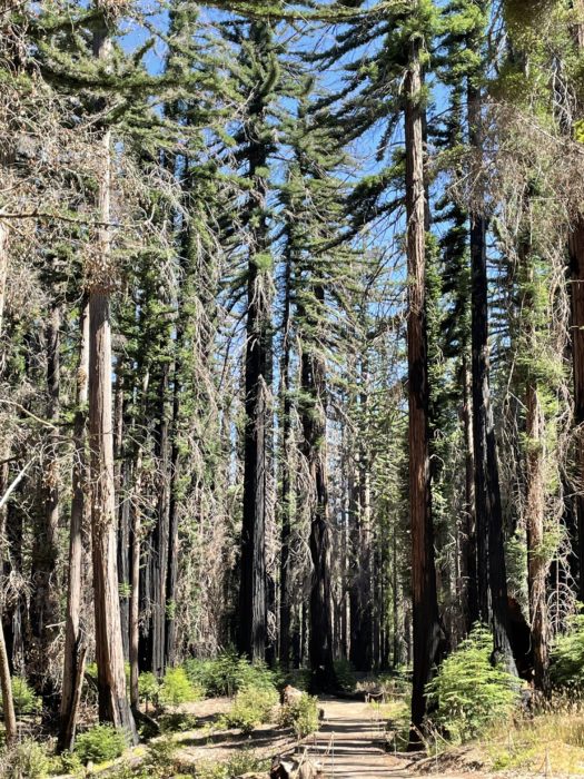 Big Basin redwood loop trail