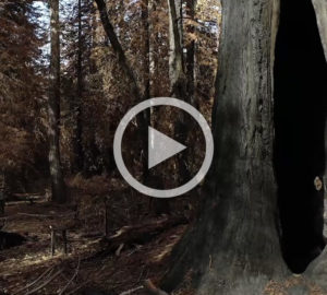 Redwood forest after the fire