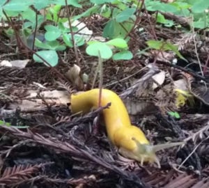 Banana slugs slither along the forest floor.