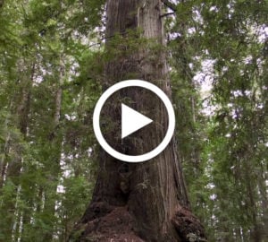 Play the Redwoods fight climate change video
