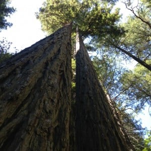 Century-old redwoods on the eastern edge of the species' range