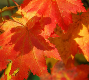 The leaves of a maple are a reminder that fall has arrived! Photo credit: Yaquina, Flickr Creative Commons