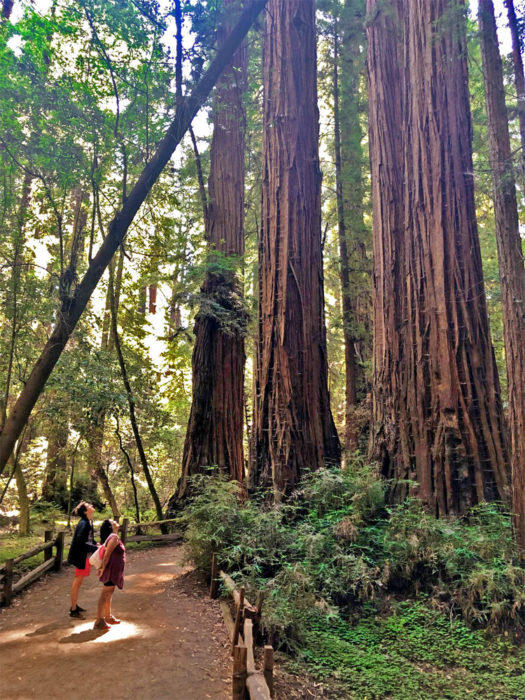 Two people looking up into the canopy of giant redwoods