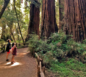 Two people looking up into the canopy of giant redwoods