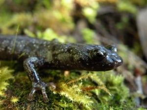 Will wandering salamanders be among the creatures found in the canopy during the BioBlitz? Photo by Dan Portik