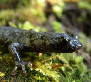 Will wandering salamanders be among the creatures found in the canopy during the BioBlitz? Photo by Dan Portik