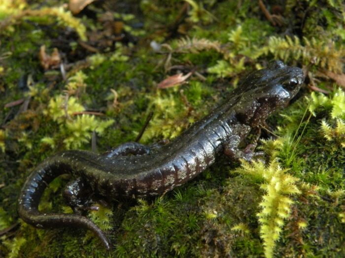 A glistening black salamander crawls through spongy green moss with tiny ferns.