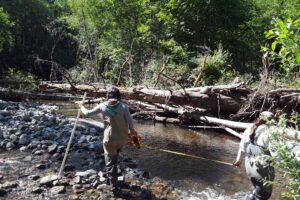 Redwoods Rising Apprentices monitor stream health following a large wood installation.