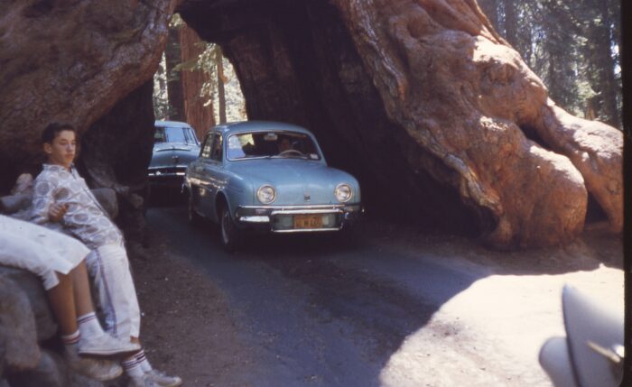 wawona tunnel tree