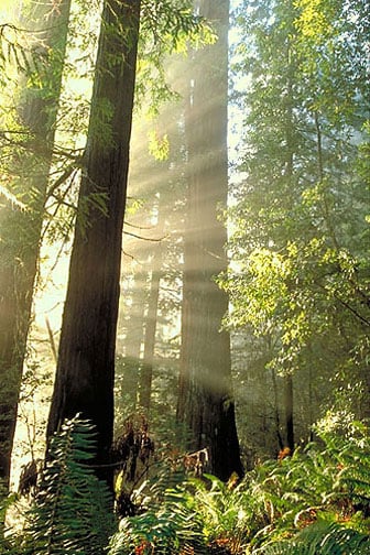 Mill Creek redwoods. Photo by Stephen Corley