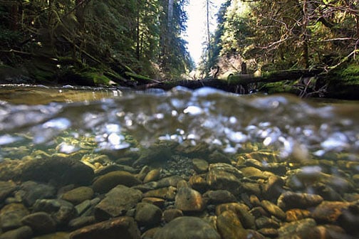 Mill Creek. Photo by Thomas Dunklin