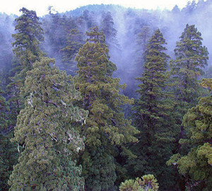 Fog in the redwood canopy. Photo by Stephen Sillett, Institute for Redwood Ecology, Humboldt State University