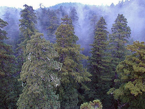 Fog in the redwood canopy. Photo by Stephen Sillett, Institute for Redwood Ecology, Humboldt State University