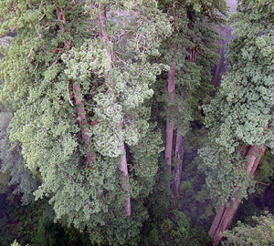 From the top of the canopy looking down. Photo by Stephen Sillett, Institute for Redwood Ecology, Humboldt State University