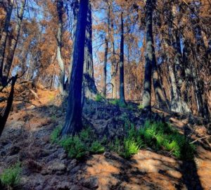 Modern fire in ancient forests, Dec. 10 at noon PST