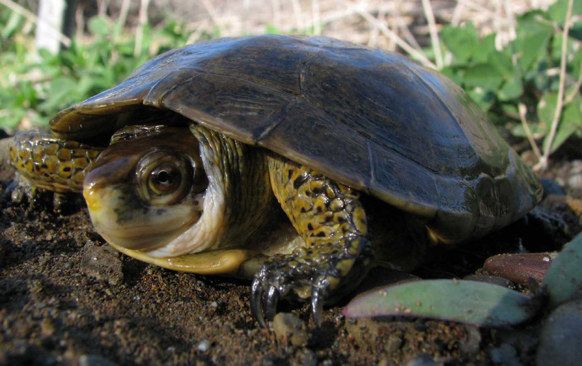 western pond turtle