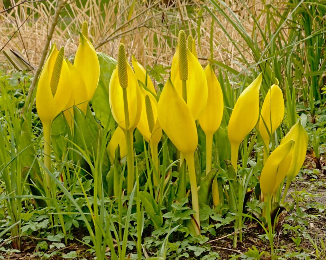 Many yellow flowers bloom among tall grass