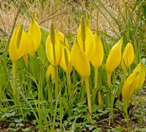 Many yellow flowers bloom among tall grass