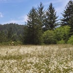 Your gift will forever protect Westfall Ranch’s beautiful forest and meadows, a buffer for the Headwaters Forest Reserve, home of an ancient redwood forest.