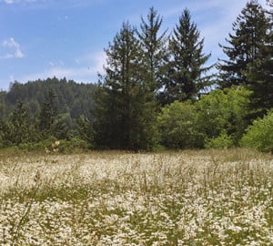 Your gift will forever protect Westfall Ranch’s beautiful forest and meadows, a buffer for the Headwaters Forest Reserve, home of an ancient redwood forest.