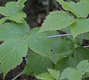 The pale stems of white bark raspberry will help you remember this plant’s moniker. Photo by Jerry Oldenettel, Flickr Creative Commons