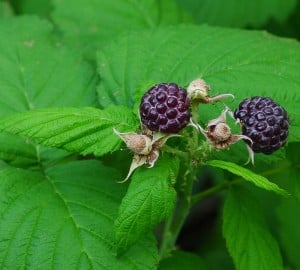 The delicious fruit of a white bark raspberry plant. Photo by chipmunk_1, Flickr Creative Commons