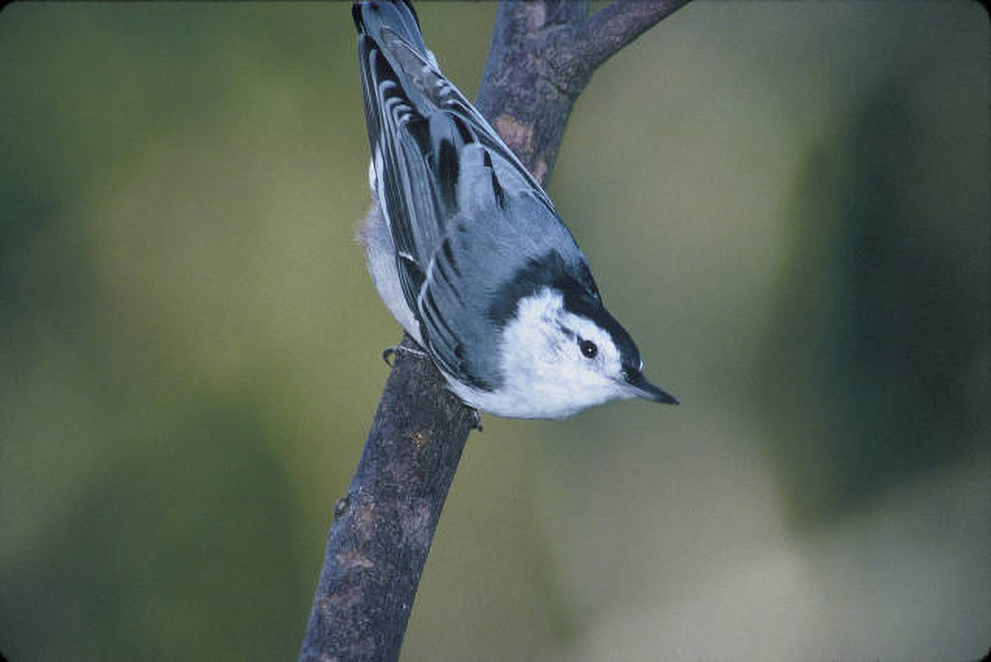 White-breasted nuthatch. Photo by David Brenzinski, USFWS.