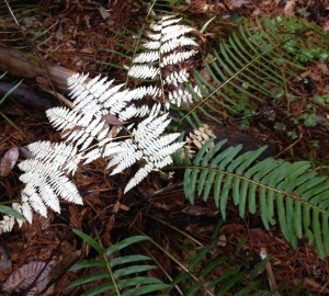 Albino Fern