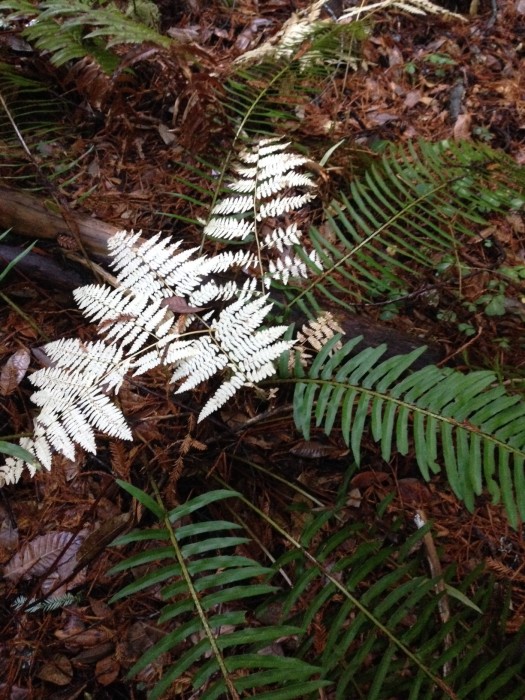 Albino Fern