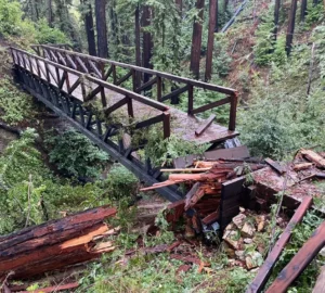 A fallen tree on a footbridge