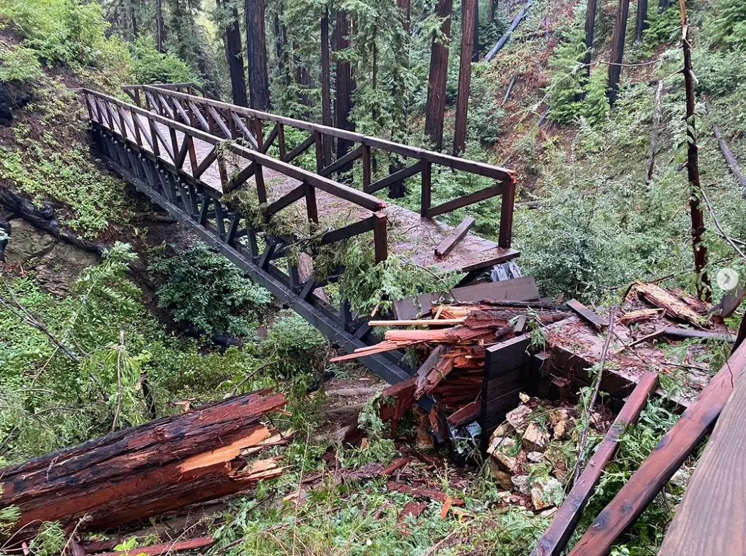 A fallen tree on a footbridge