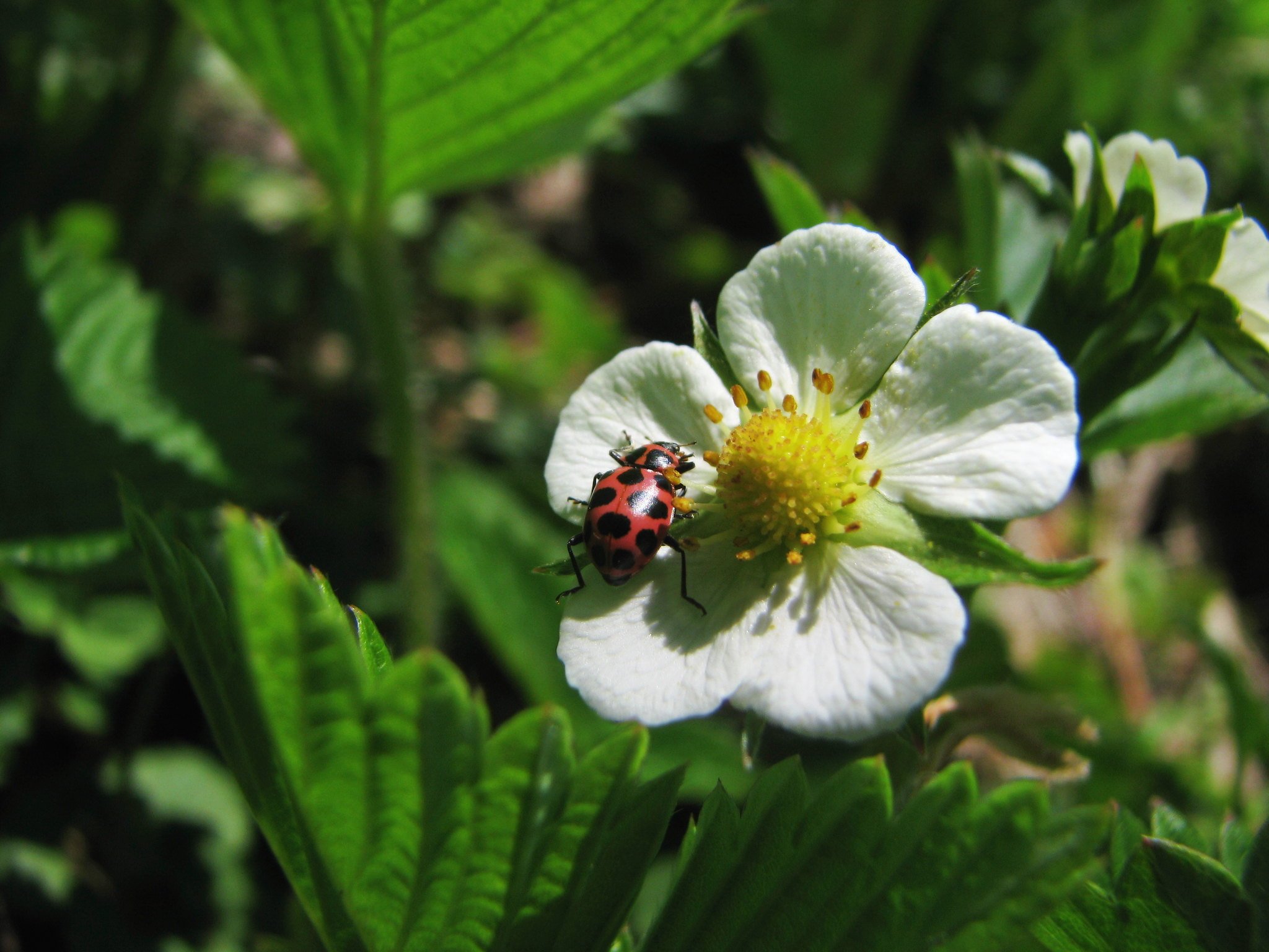 Wood Strawberry is a wildflower found in redwood forests. Photo by Laurel Russwurm
