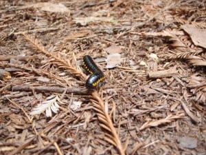 A yellow-spotted millipede on the move.
