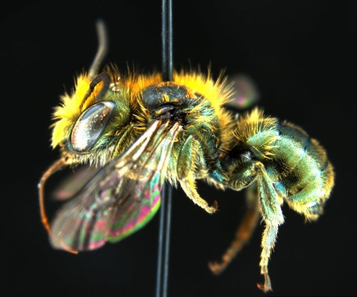 yellow native bee