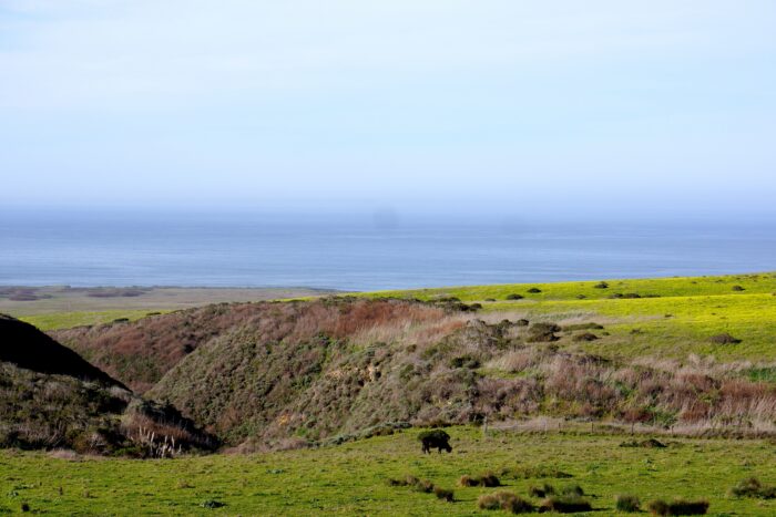 A cow grazes on a field of green and yellow.
