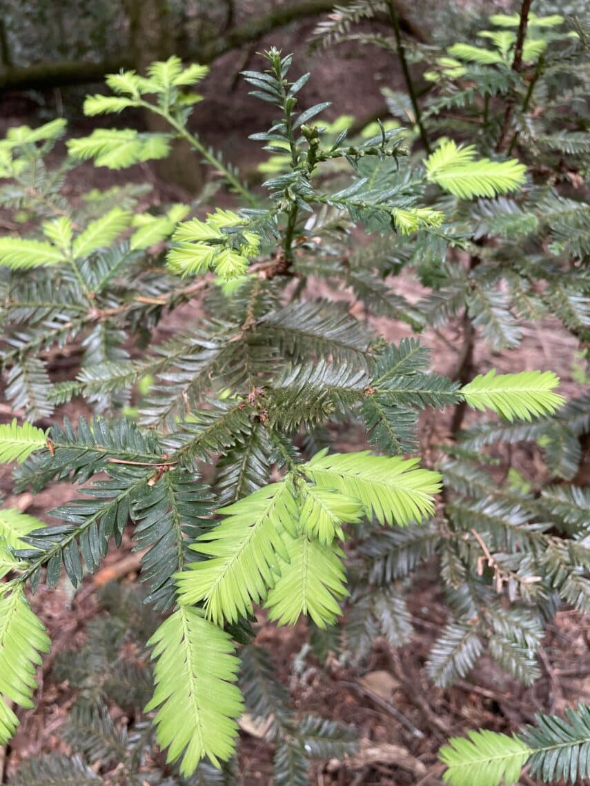 A closeup of a young coast redwood with new, bright green leaves