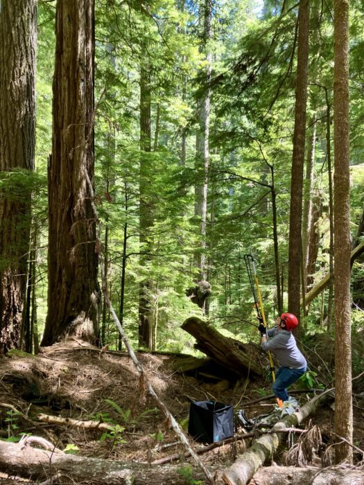 A female researcher wearing a red construction helmet collecting foliage in the redwoods